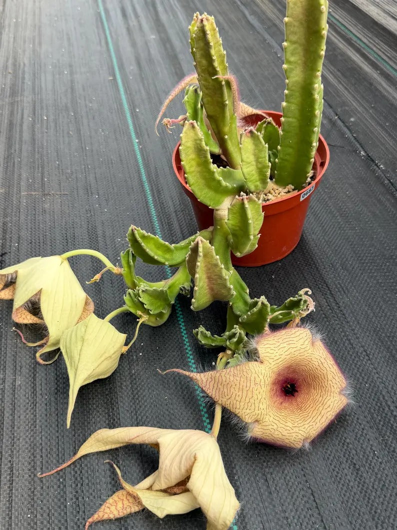 6” Stapelia Orbrea yellow flowers #683 , Easy Care Cactus, Succulent Plant Lover Gift