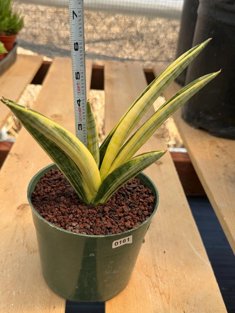 Variegated Sansevieria Marsha Anjani Rare Snake Plant | Live Succulent #161