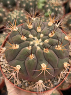 Gymnocalycium Saglionis  | 6” Large Gymnocalicoum Cactus , Easy care Cactus, for Plant Lover Gift