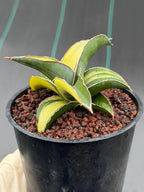 Variegated Sansevieria Robusta Fat Easy Care House Plant | Live Plant #728