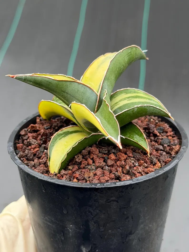 Variegated Sansevieria Robusta Fat Easy Care House Plant | Live Plant #728