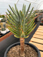 Aloe Dichotoma Tree Form Seed Grown | Easy care Aloe | Live Plant