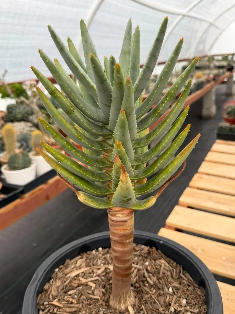 Aloe Dichotoma Tree Form Seed Grown | Easy care Aloe | Live Plant