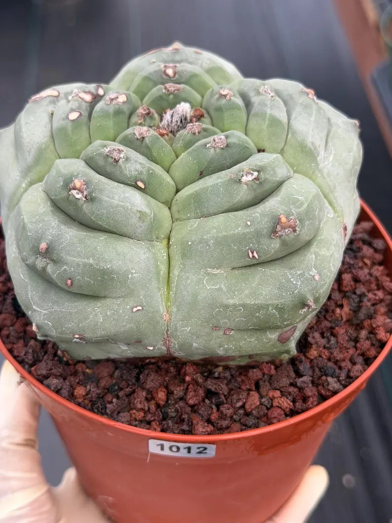 Astrophytum Myriostigma Kikko | Live Cactus | Rare Plant | #1012