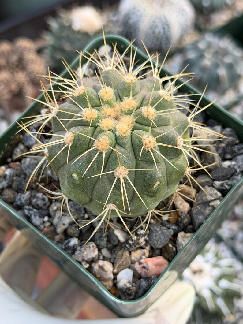 Copiapoa Haseltoniana Rare Collector Cactus - Desert Succulent Cactus