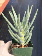 Aloe Dichotoma Succulent, Live Collector Aloe Stacked Plant