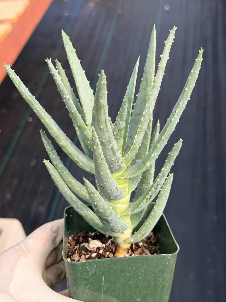 Aloe Dichotoma Succulent, Live Collector Aloe Stacked Plant
