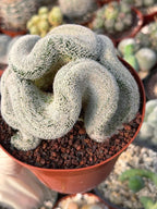 Mammillaria Cristata – Large Crested Form Rare Crested Cactus with White Spines #1018