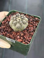 Copiapoa Cinerea Seed Grown Rare Collector Cactus #1028 Desert Cactus Plant