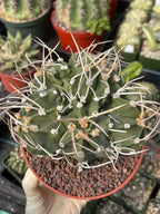 Astrophytum Capricorn with pups | Rare Cactus | Live Cactus | #98