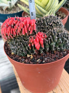 6” Crested Gymnocalycium Mihanovichii Seed Grown | Live Cactus | Live Plant