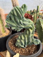 Crested Blue Myrtle Cactus | Crested Plant | Live Plant