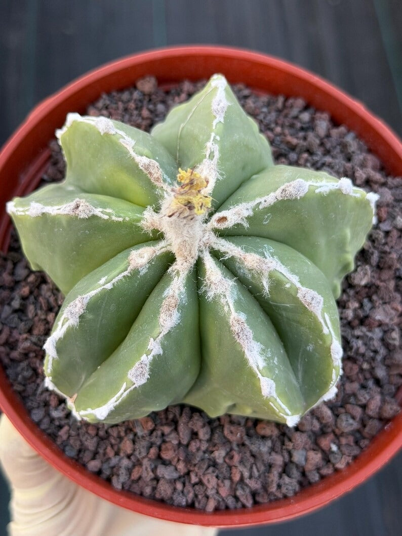 Astrophytum Myriostigma Seedgrown #679 | White Line Form | Live Cactus | Rare Plant