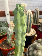 Boobbie Cactus Live Succulent Easy Care Rare Desert Plant Gift