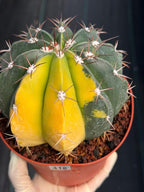 6” Variegated Melocactus #416 | Live Cactus | Live Plant