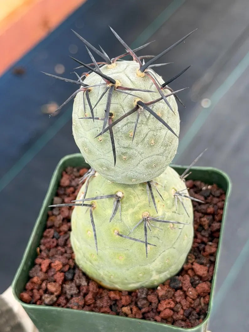 Tephrocactus geometricus Diablo Black Spine Cactus #968