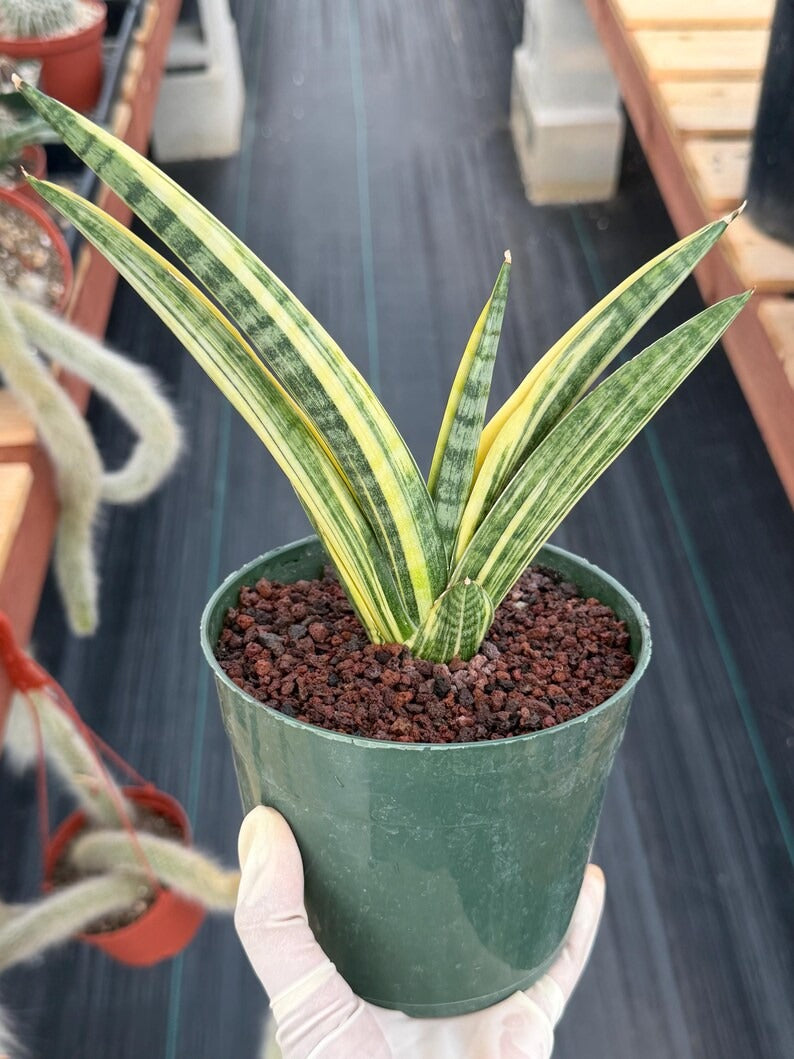 Variegated Sansevieria Marsha Anjani Rare Snake Plant | Live Succulent #161