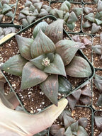 Harworthia Mutica Dark Clear Window | Easy Care Succulent | Live Plant