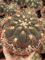 Gymnocalycium Saglionis  | 6” Large Gymnocalicoum Cactus , Easy care Cactus, for Plant Lover Gift