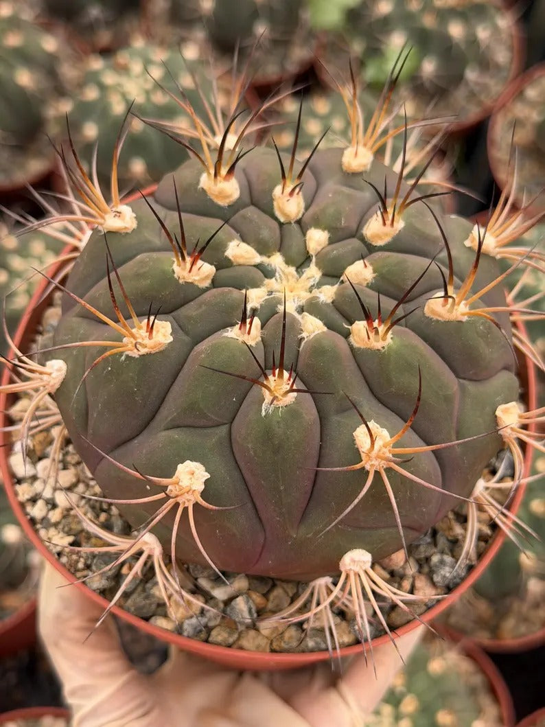 Gymnocalycium Saglionis  | 6” Large Gymnocalicoum Cactus , Easy care Cactus, for Plant Lover Gift