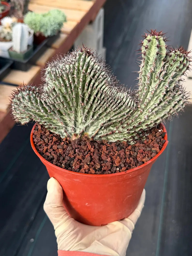 Crested Euphorbia Confinalis on short graft | Rare Spiked Cactus #404