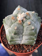 Astrophytum Myriostigma Kikko Seedgrown | Live Cactus | Rare Plant | #874