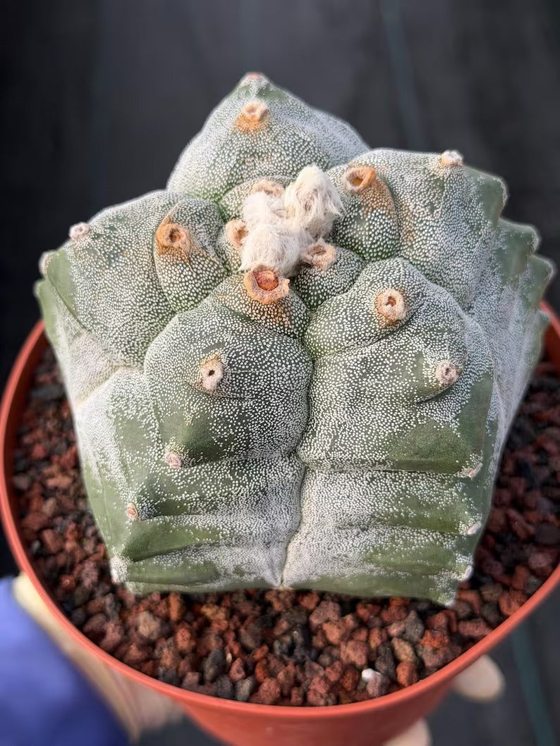 Astrophytum Myriostigma Kikko Seedgrown | Live Cactus | Rare Plant | #874
