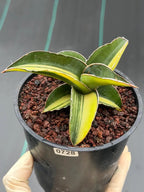 Variegated Sansevieria Robusta Fat Easy Care House Plant | Live Plant #728