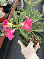 8” Adenium Arabicum | Pink flower | Live Plant | Rare Plant #963
