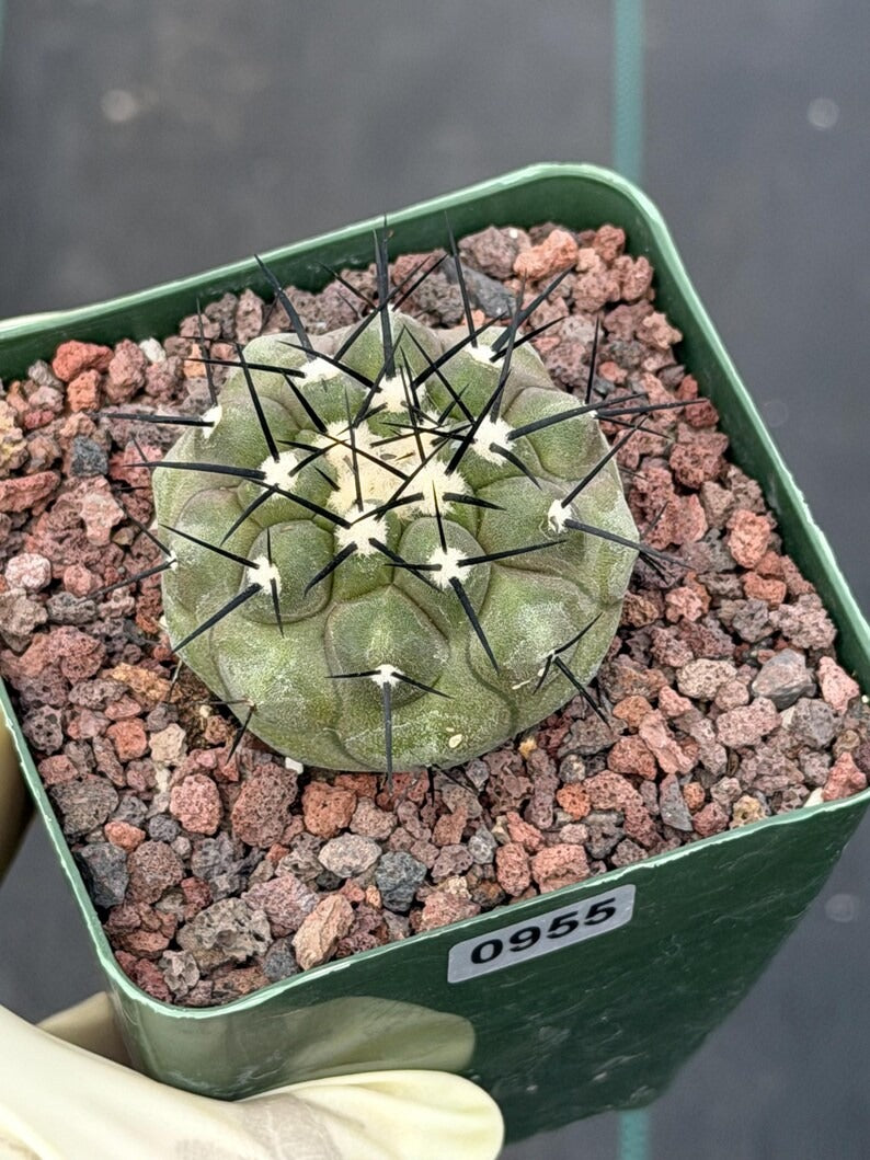 Copiapoa Cinerea Rare Collector Cactus #955 Desert Cactus Plant