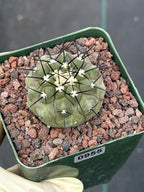 Copiapoa Cinerea Rare Collector Cactus #955 Desert Cactus Plant