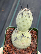 Tephrocactus Geometricus Diablo with Black Spines | Live Cactus #971