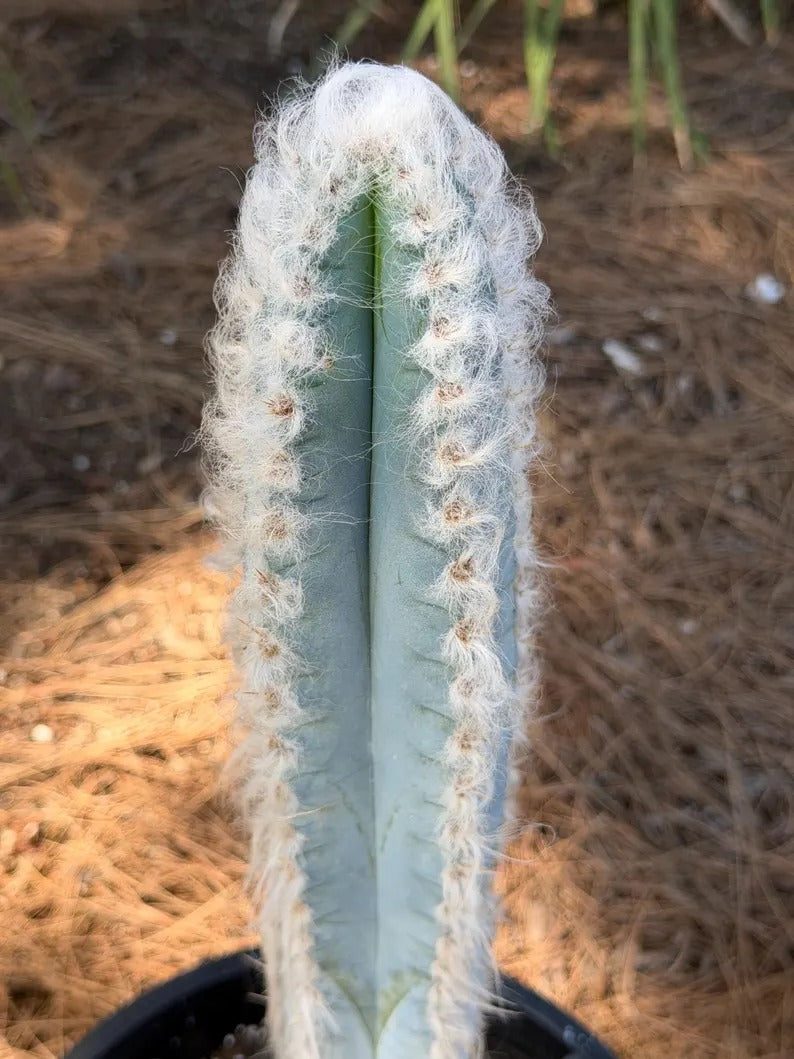 Blue Pilosocereus Pachycladus Cactus | 19-Inch Live Plant