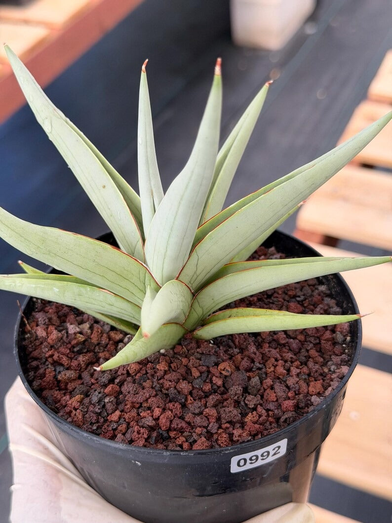 Sansevieria Chanin Live Plant | Easy-Care Succulent #992