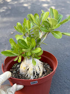 Adenium Obesum Desert Rose – Thick Trunk Caudex Bonsai #964