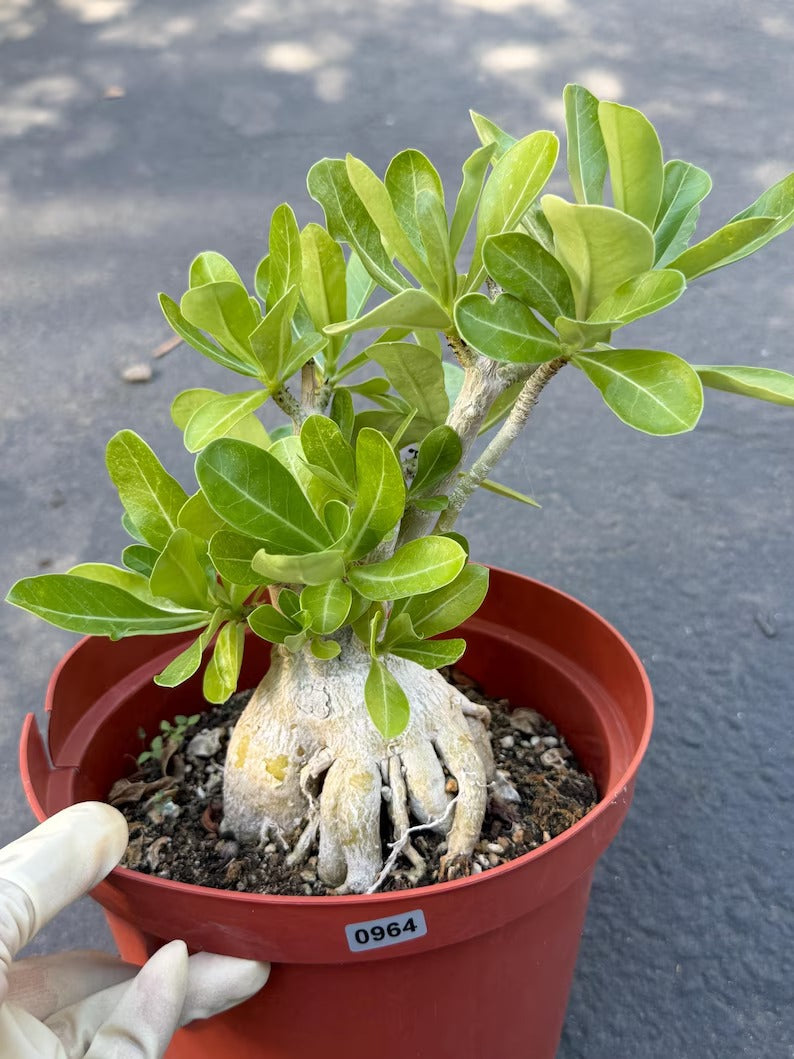 Adenium Obesum Desert Rose – Thick Trunk Caudex Bonsai #964