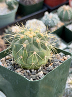 Copiapoa Haseltoniana Rare Collector Cactus - Desert Succulent Cactus