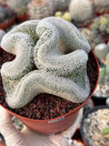 Mammillaria Cristata – Large Crested Form Rare Crested Cactus with White Spines #1018
