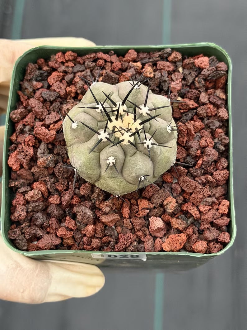 Copiapoa Cinerea Seed Grown Rare Collector Cactus #1028 Desert Cactus Plant