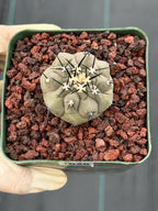 Copiapoa Cinerea Seed Grown Rare Collector Cactus #1028 Desert Cactus Plant