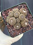 Copiapoa Hypogea Cluster | Live Multi Head Chocolate Button Cactus , Collector Succulent #930