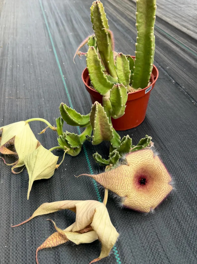 6” Stapelia Orbrea yellow flowers #683 , Easy Care Cactus, Succulent Plant Lover Gift