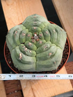 Astrophytum Myriostigma Kikko | Live Cactus | Rare Plant | #1012