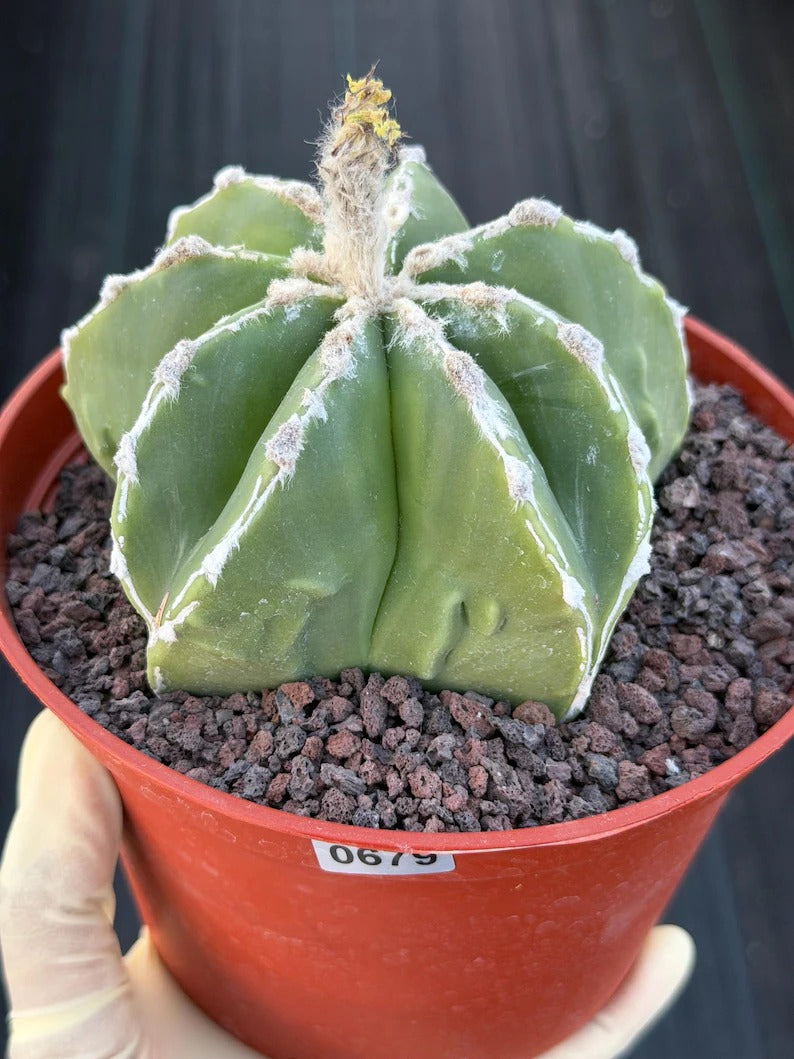 Astrophytum Myriostigma Seedgrown #679 | White Line Form | Live Cactus | Rare Plant
