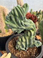 Crested Blue Myrtle Cactus | Crested Plant | Live Plant