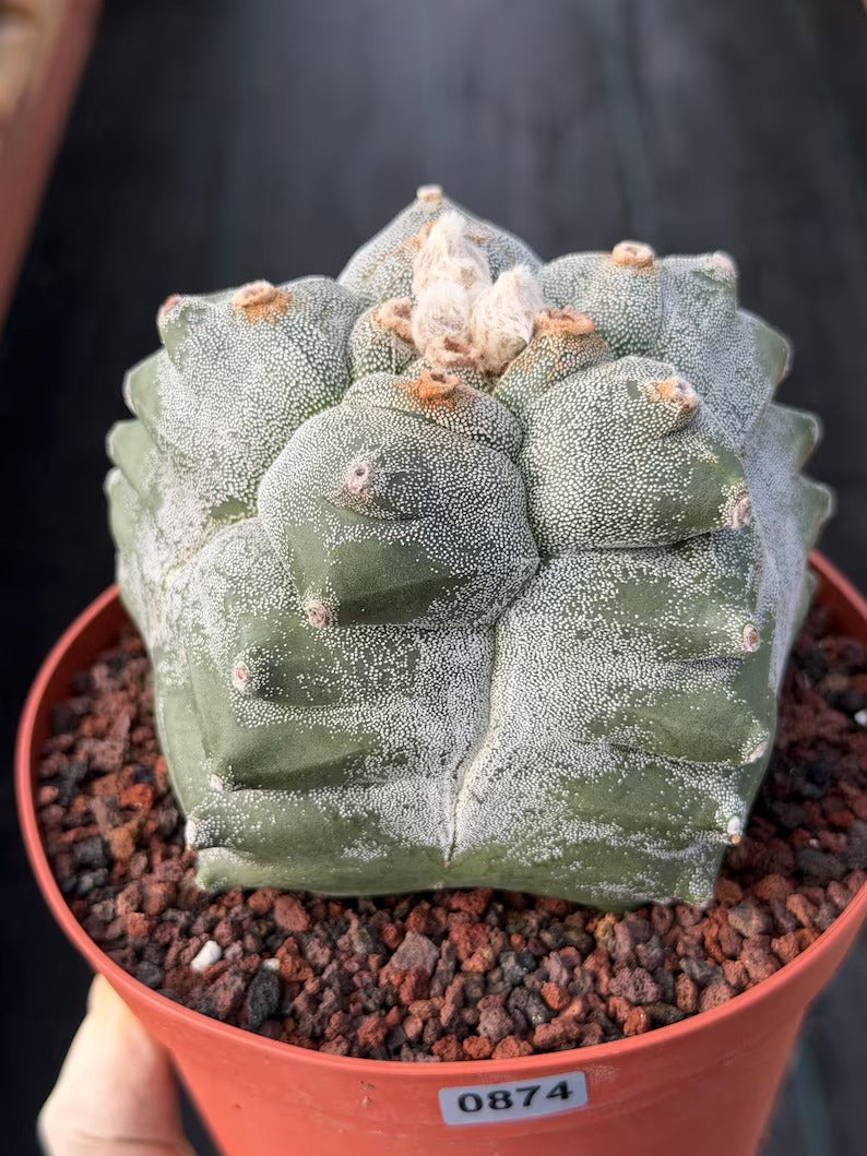 Astrophytum Myriostigma Kikko Seedgrown | Live Cactus | Rare Plant | #874