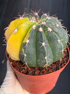 6” Variegated Melocactus #416 | Live Cactus | Live Plant