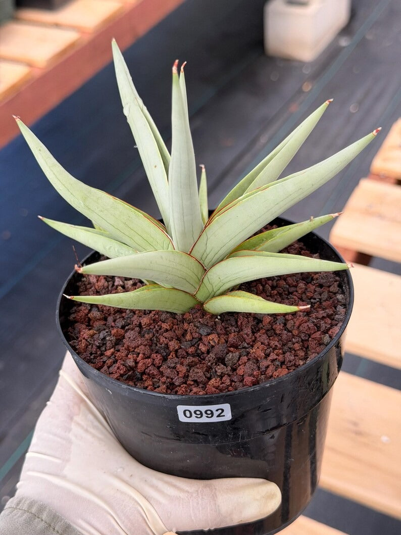 Sansevieria Chanin Live Plant | Easy-Care Succulent #992