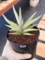 Sansevieria Chanin Live Plant | Easy-Care Succulent #992