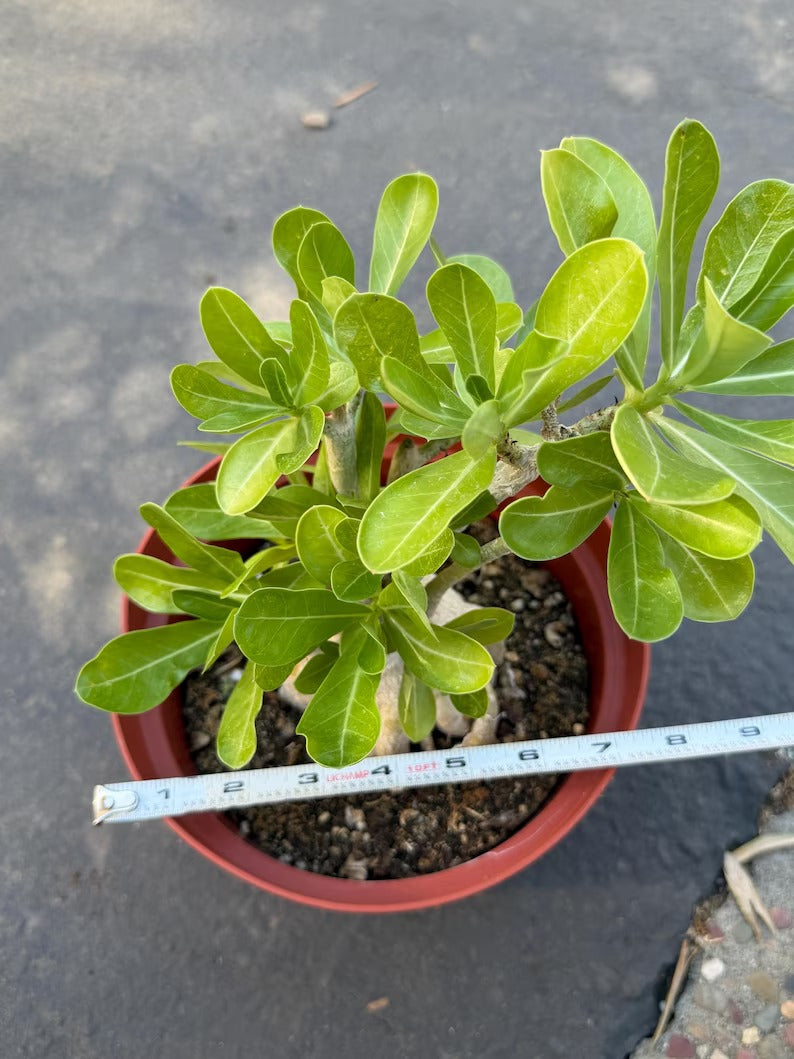 Adenium Obesum Desert Rose – Thick Trunk Caudex Bonsai #964
